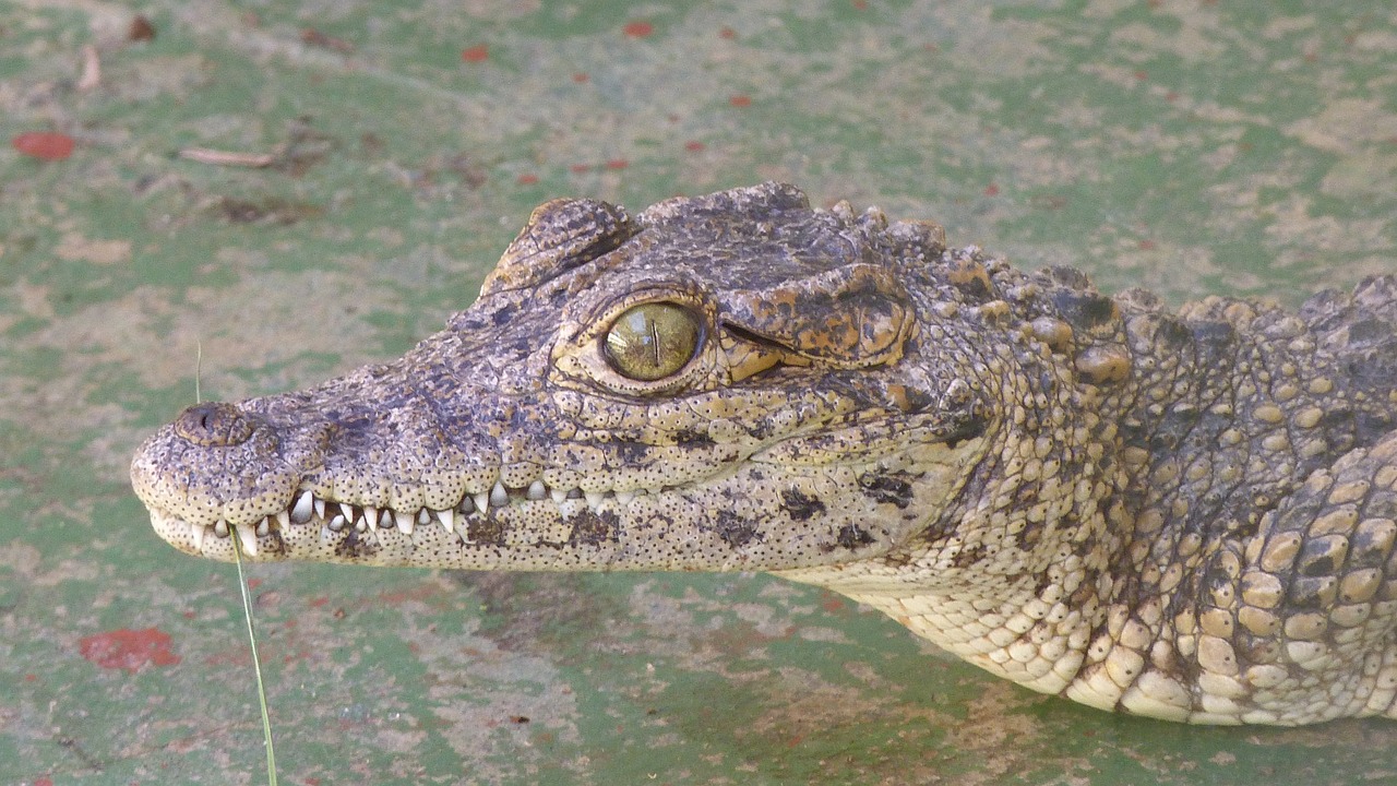 alligator crocodile young free photo