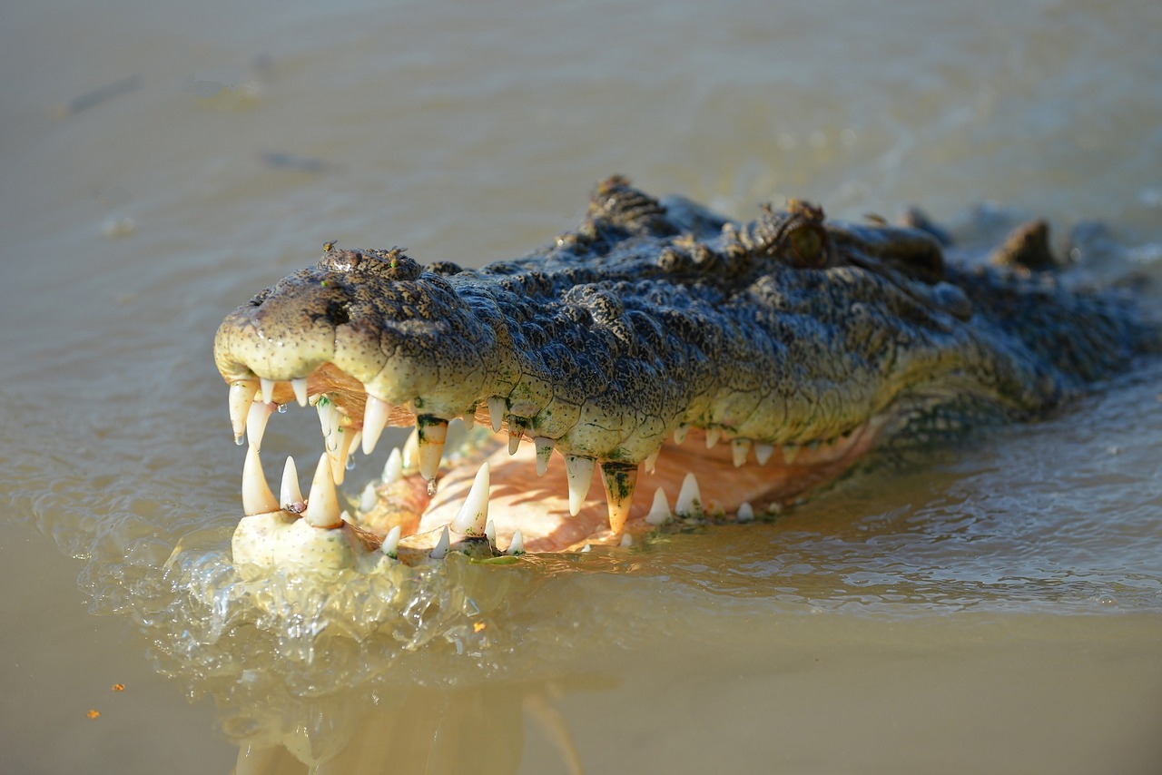 crocodile reptile animal free photo
