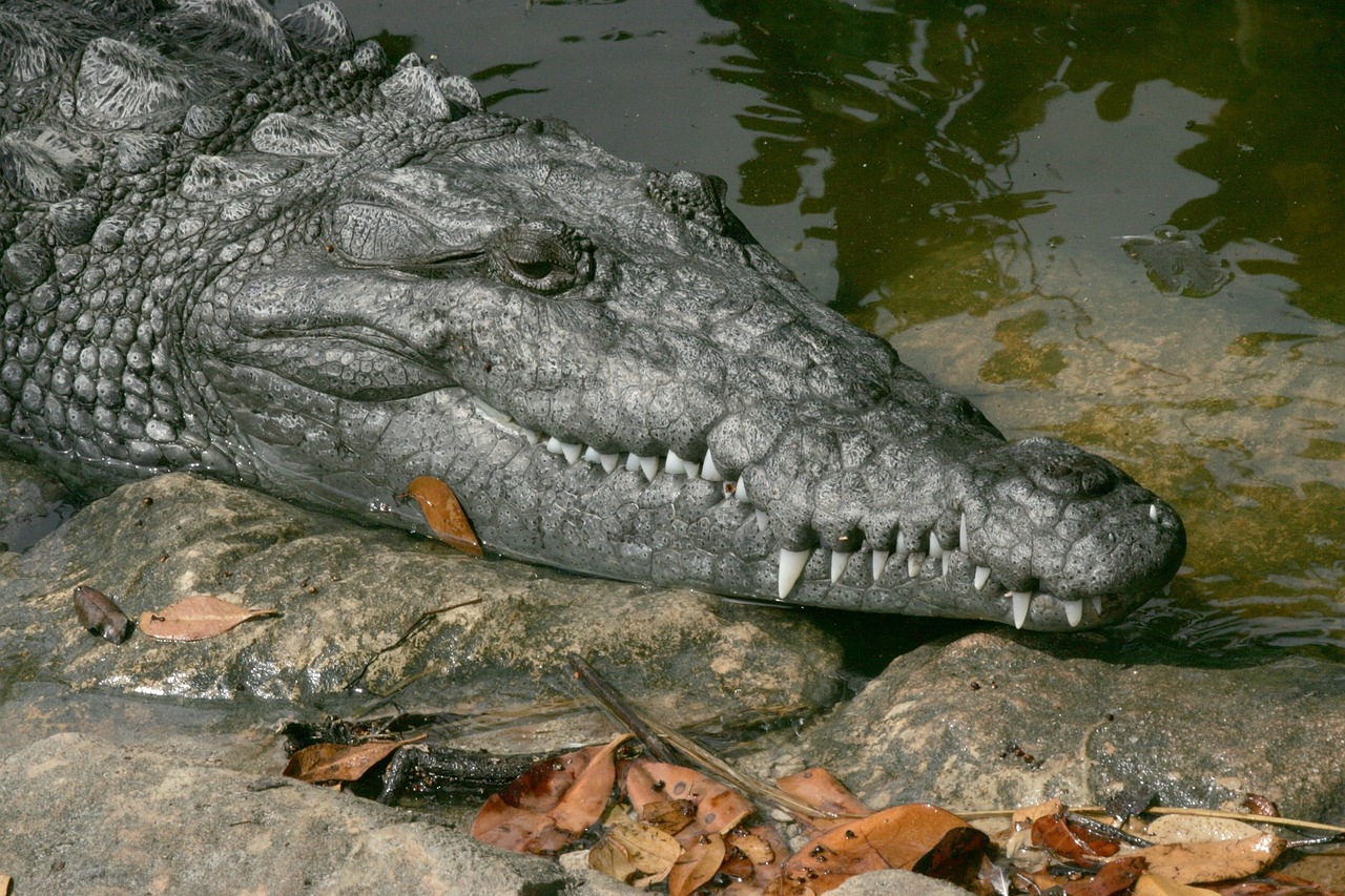 crocodile wild animal free photo