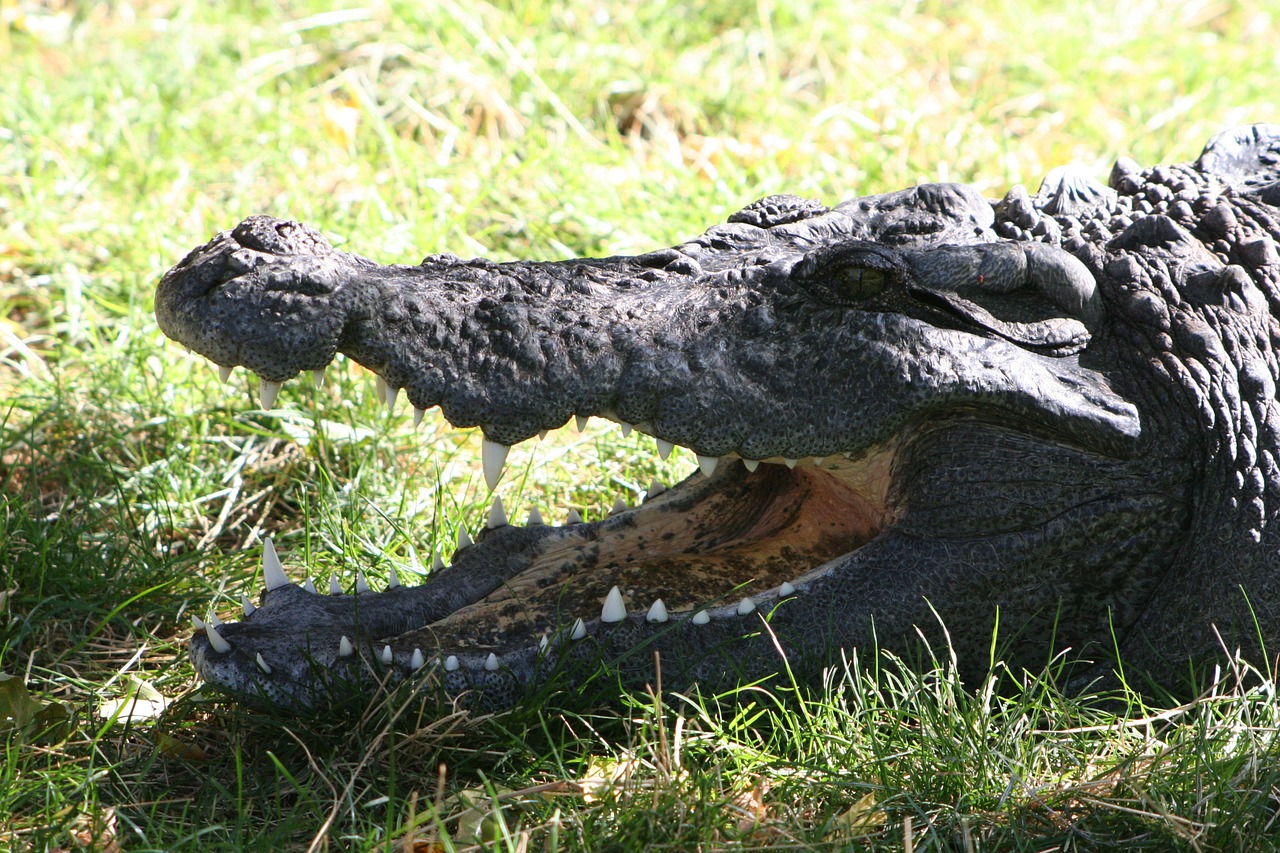 crocodile amphibian predator free photo