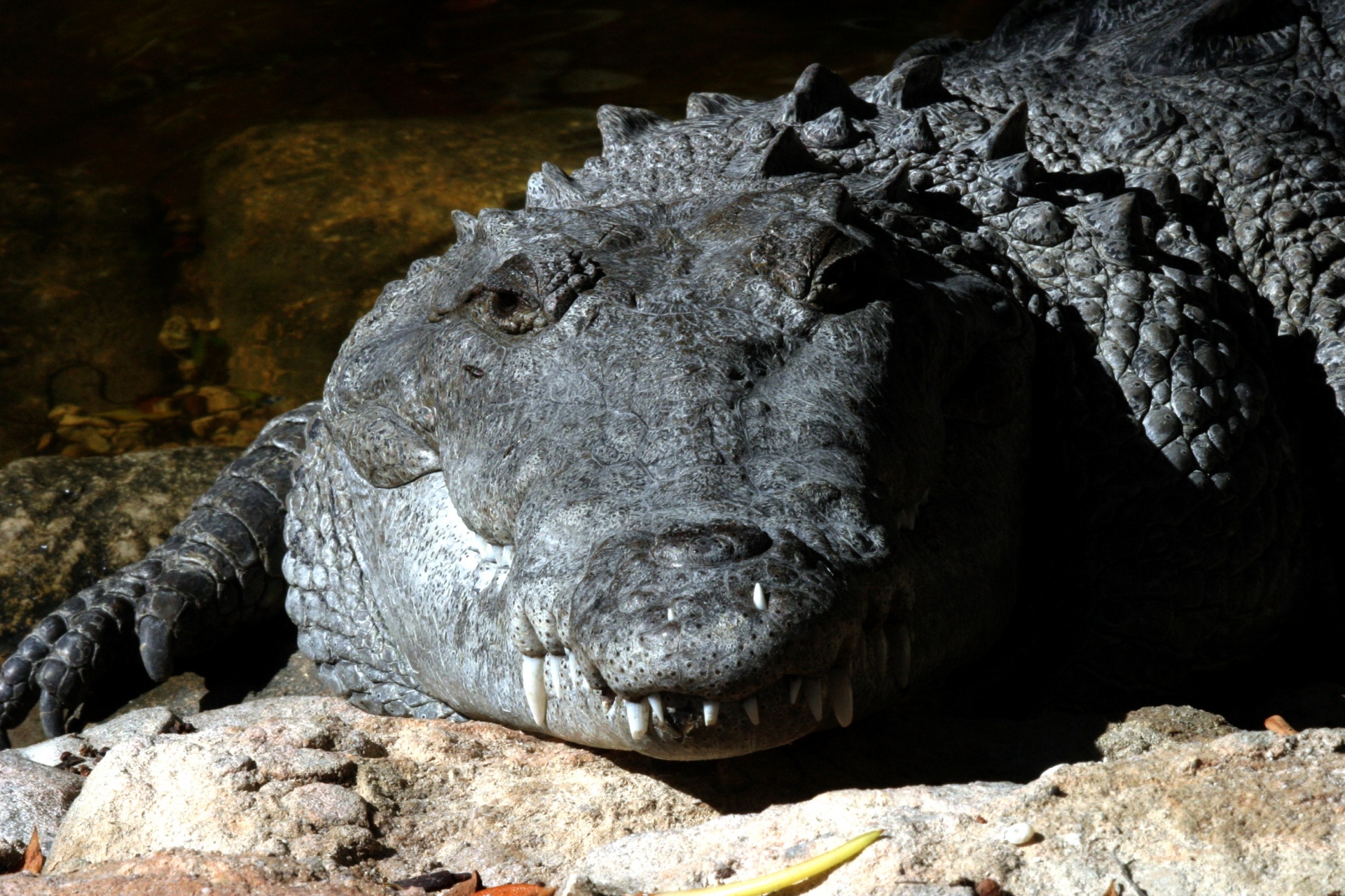 crocodile wildlife nature free photo