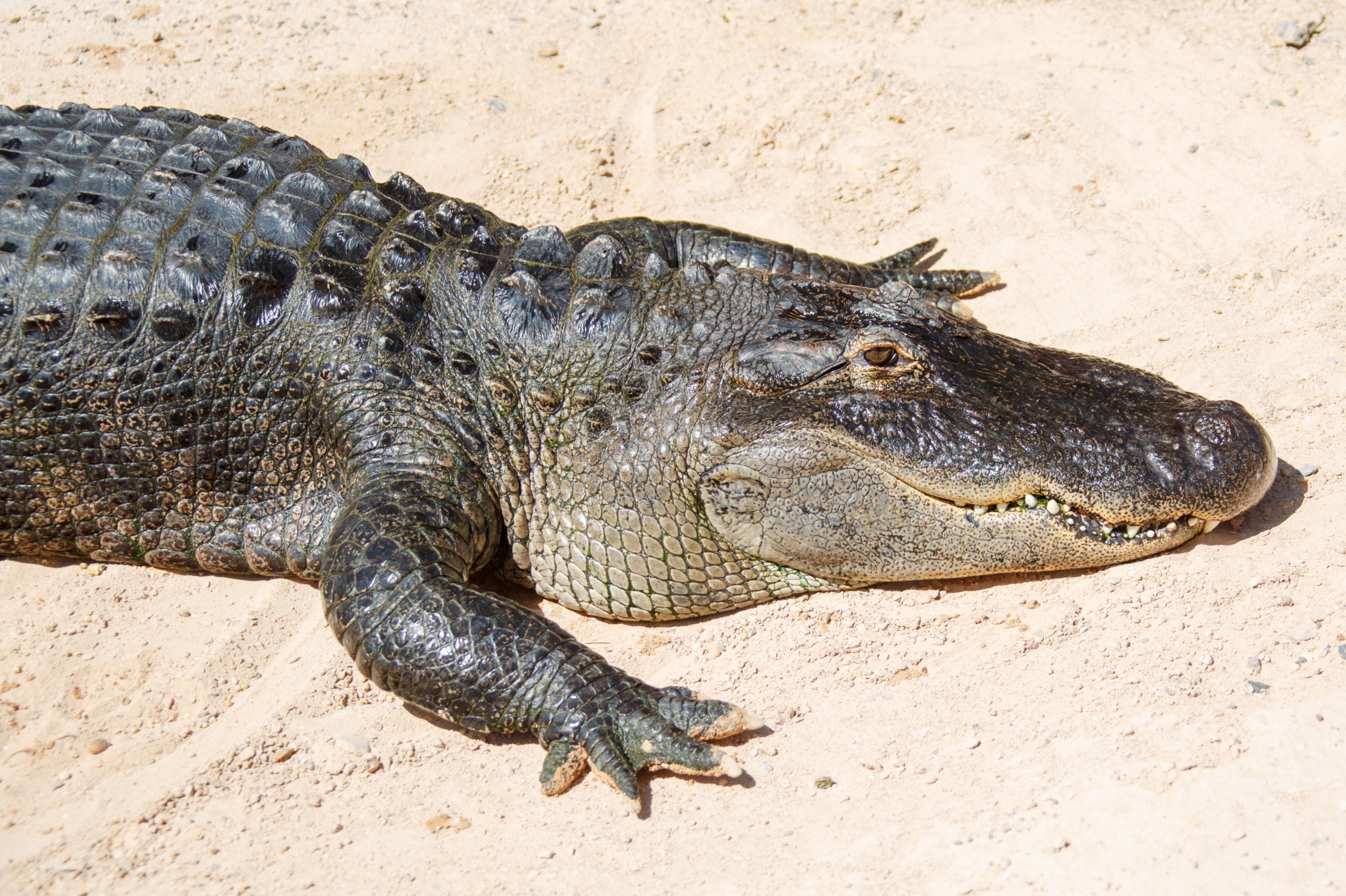 alligator amphibian animal free photo