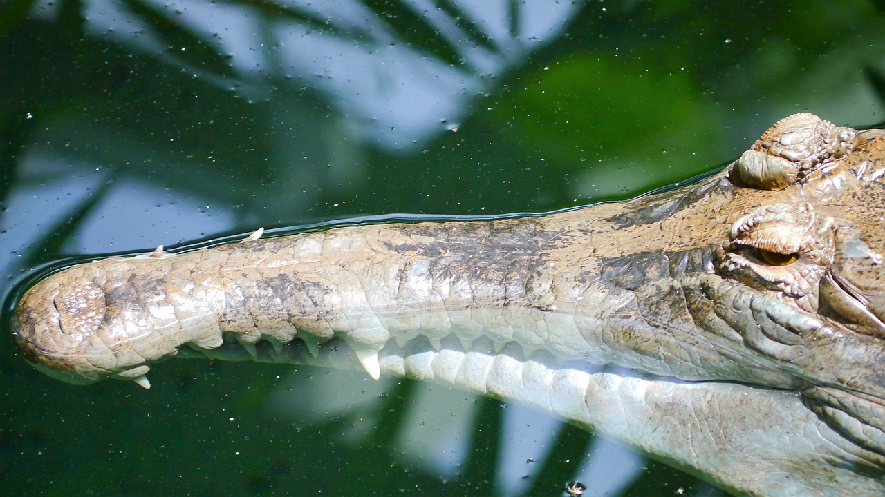 crocodile gavial reptile free photo