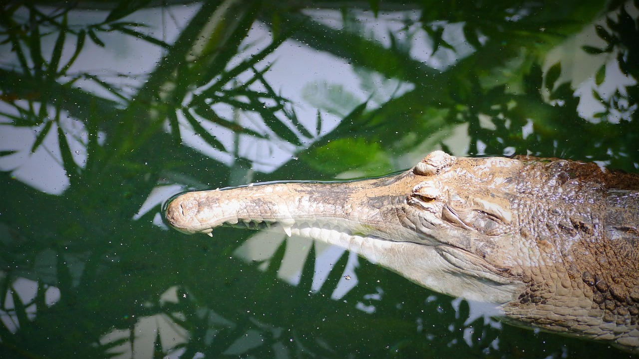 crocodile predator gavial free photo