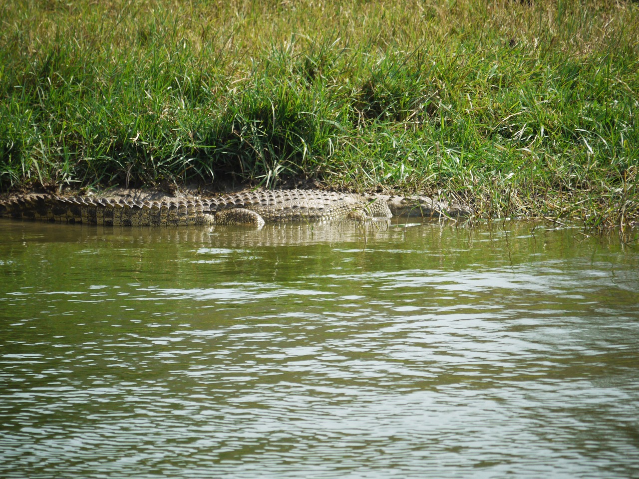 crocodile on the lurking uganda free photo