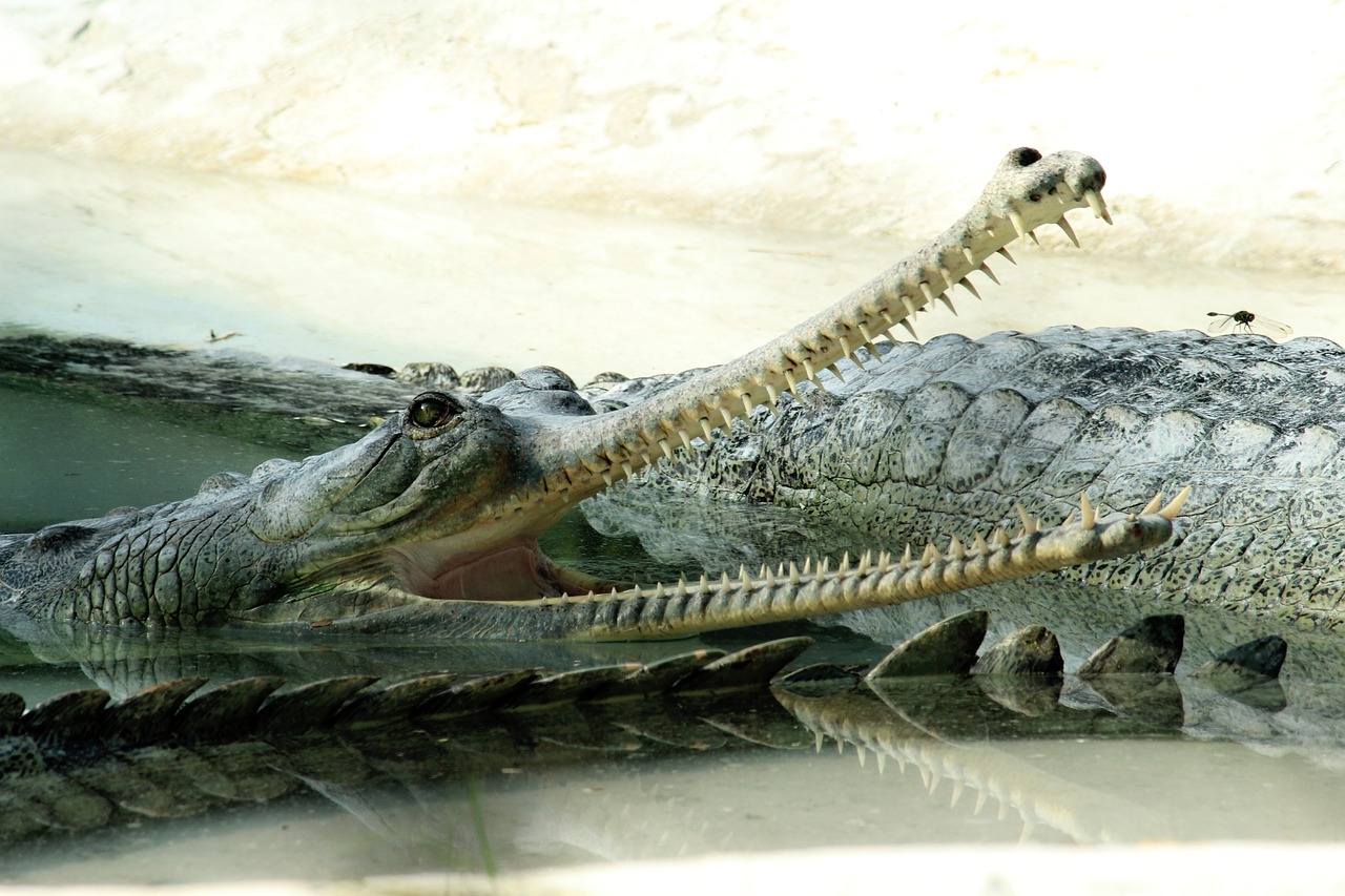 crocodile water reptile free photo