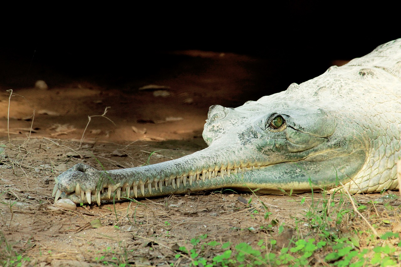 crocodile water reptile free photo