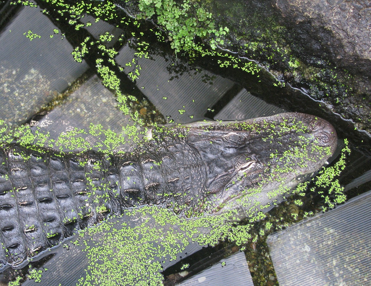 crocodile water green free photo