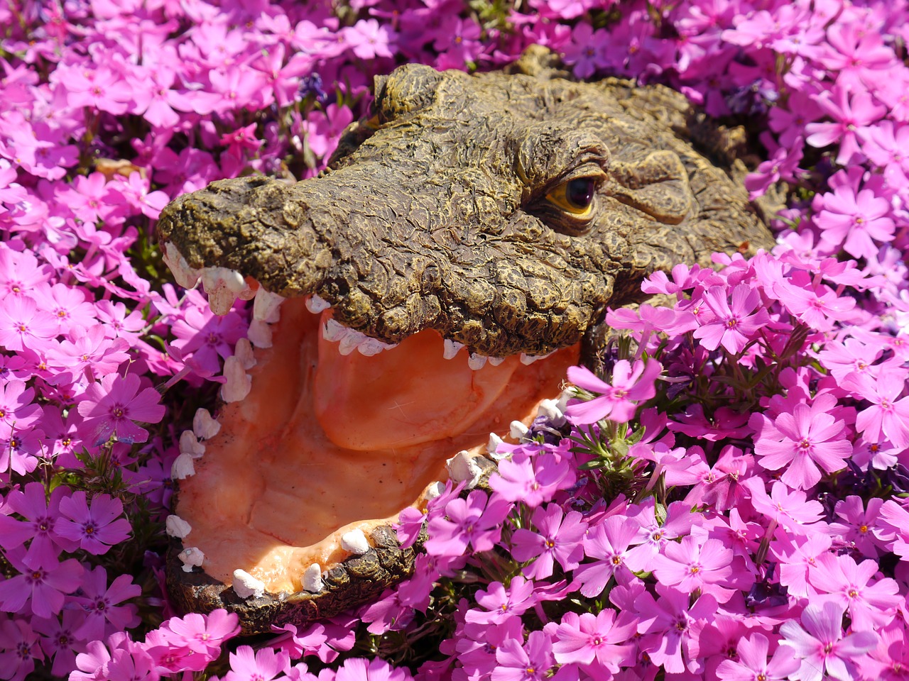 crocodile flowers colorful free photo