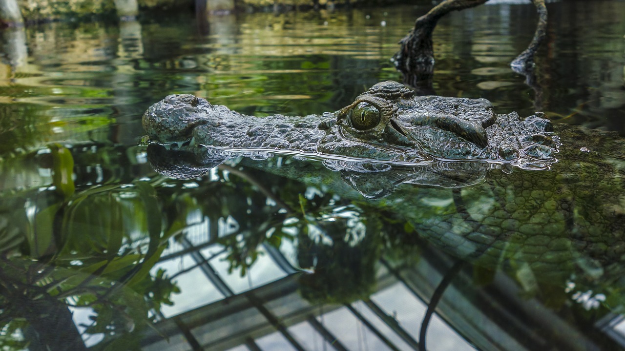 crocodile water alligator free photo