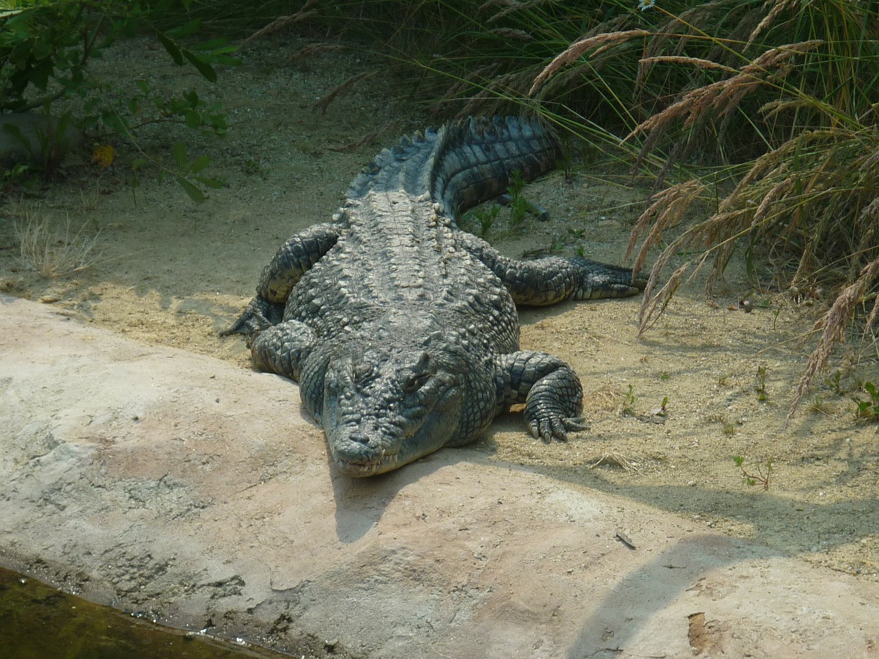 crocodile eye animal free photo