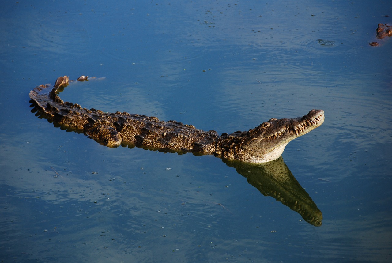 crocodile fauna alligator free photo