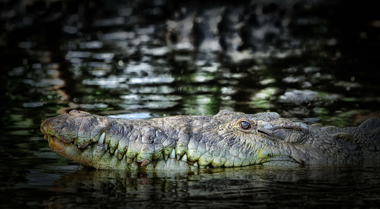 crocodile predator river free photo