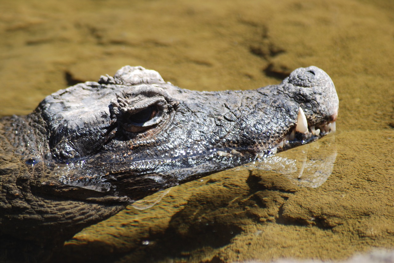 crocodile animal animals free photo