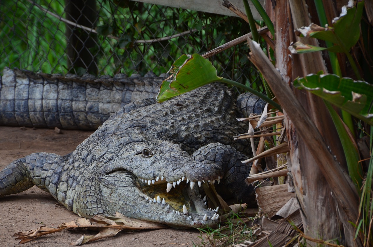 crocodile wild animal dangerous free photo