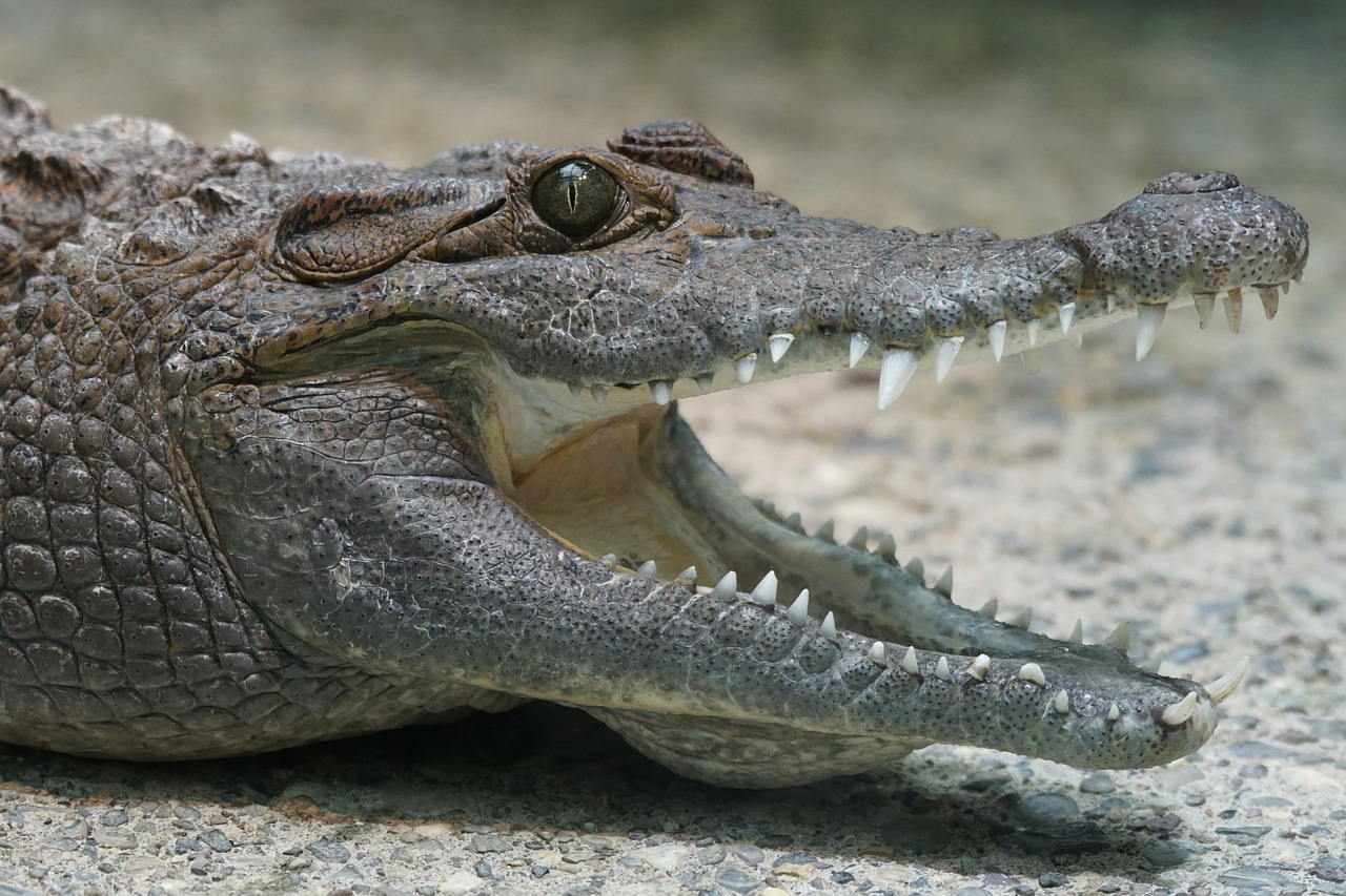 crocodile philippines crocodile river free photo