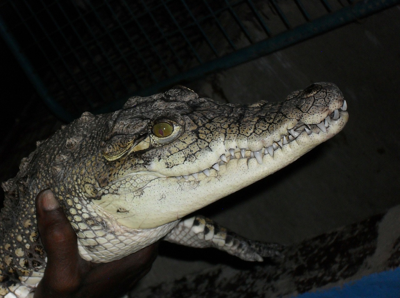 crocodile nubian village egypt free photo