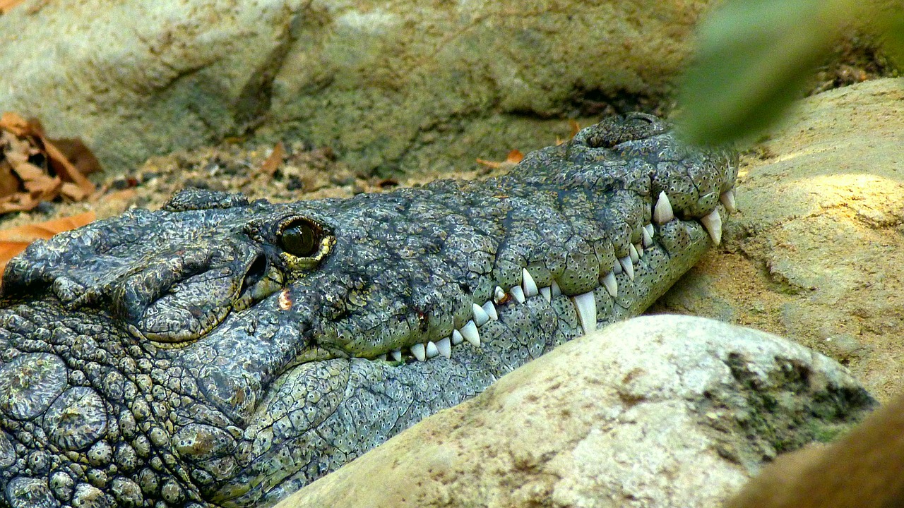 crocodile lizard predator free photo