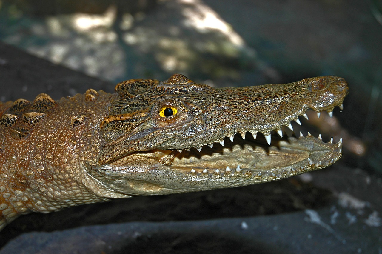 crocodile aligator portrait free photo