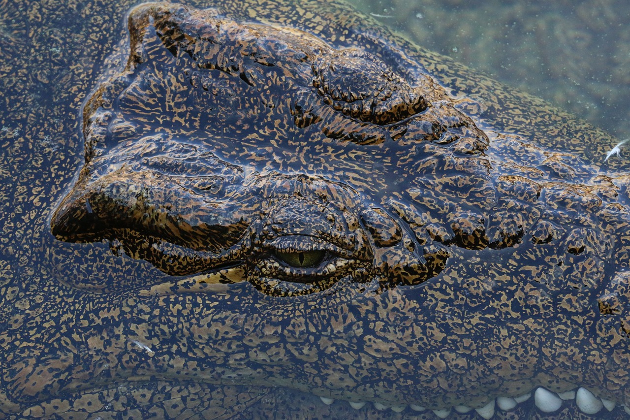 crocodile alligator zoo free photo