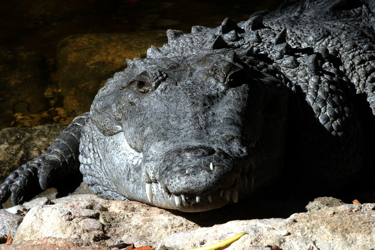 crocodile mouth wild free photo