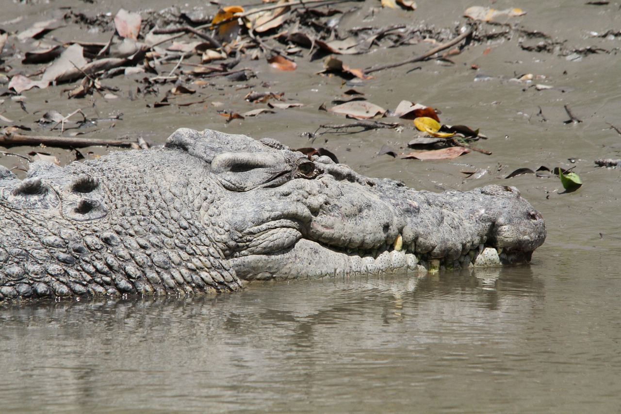 crocodile reserve predator free photo