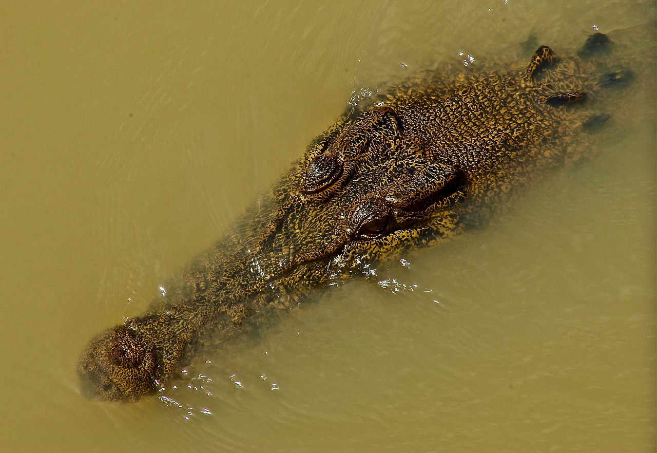 crocodile freshwater reptile free photo