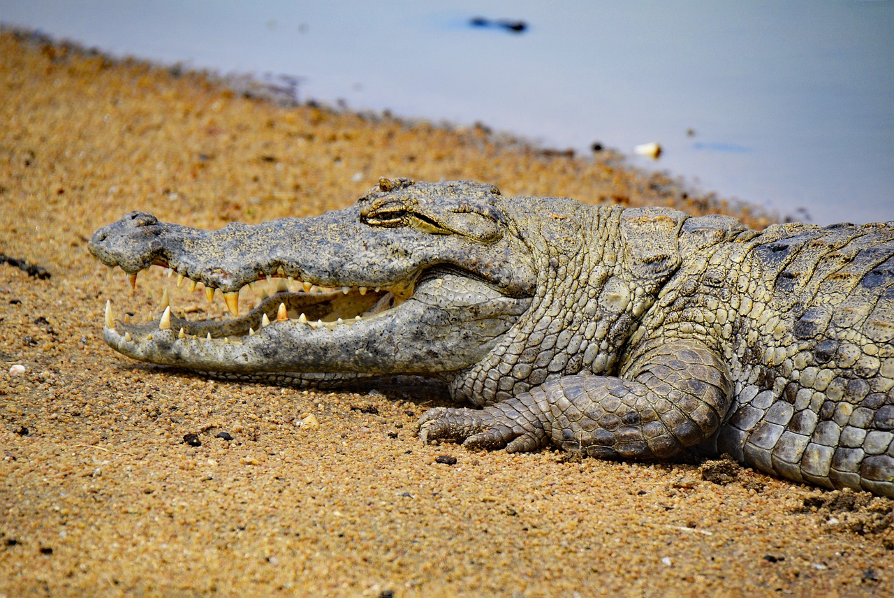 crocodile ghana africa free photo