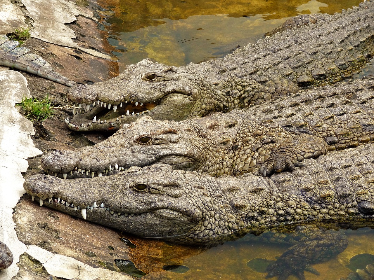 crocodile africa reptile free photo