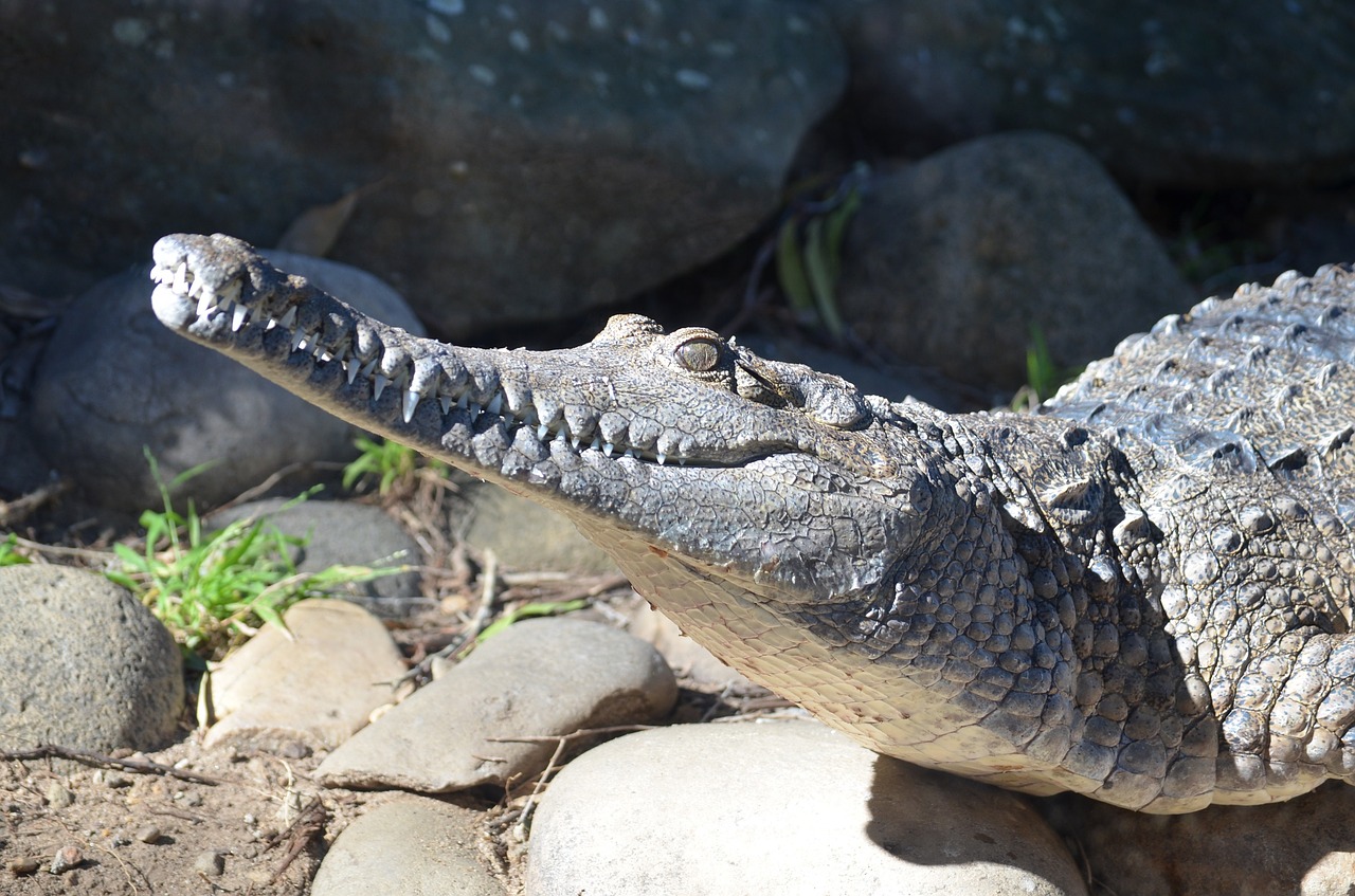 crocodile freshwater crocodile reptile free photo
