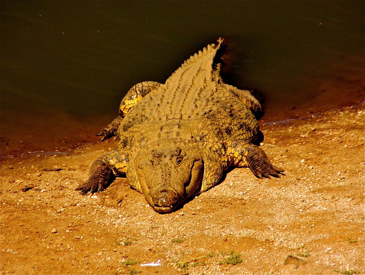 crocodile animals africa free photo