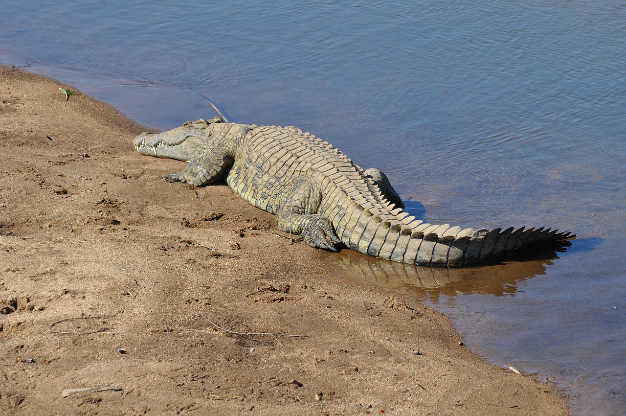 crocodile animal reptile free photo