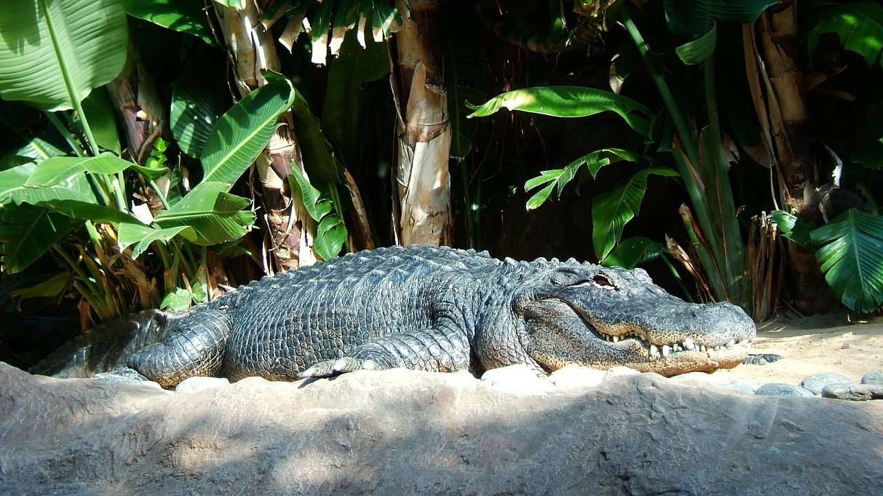 crocodile reptile saurópsidos free photo
