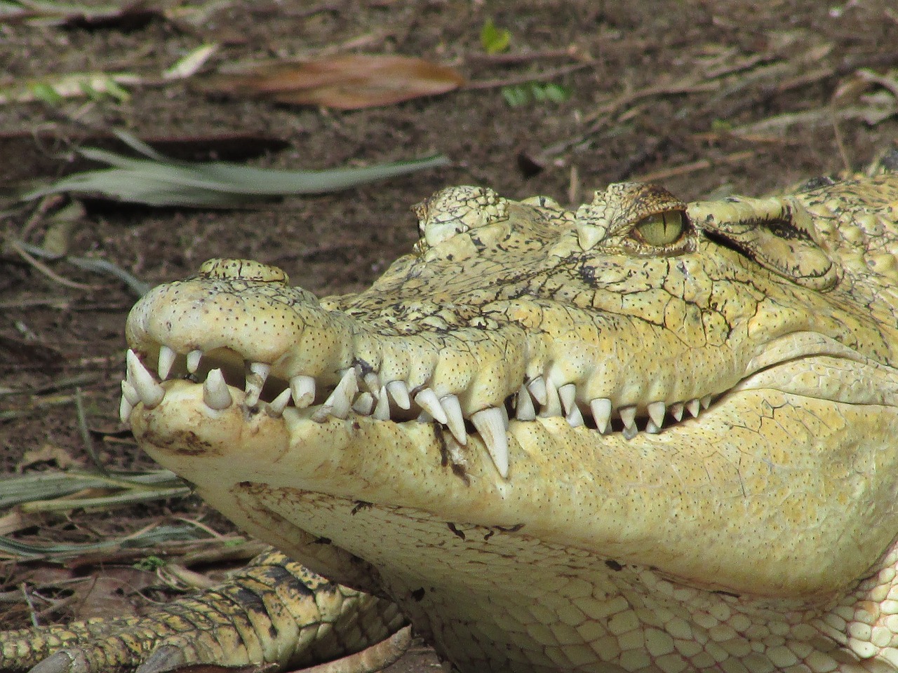 crocodile wild reptile free photo
