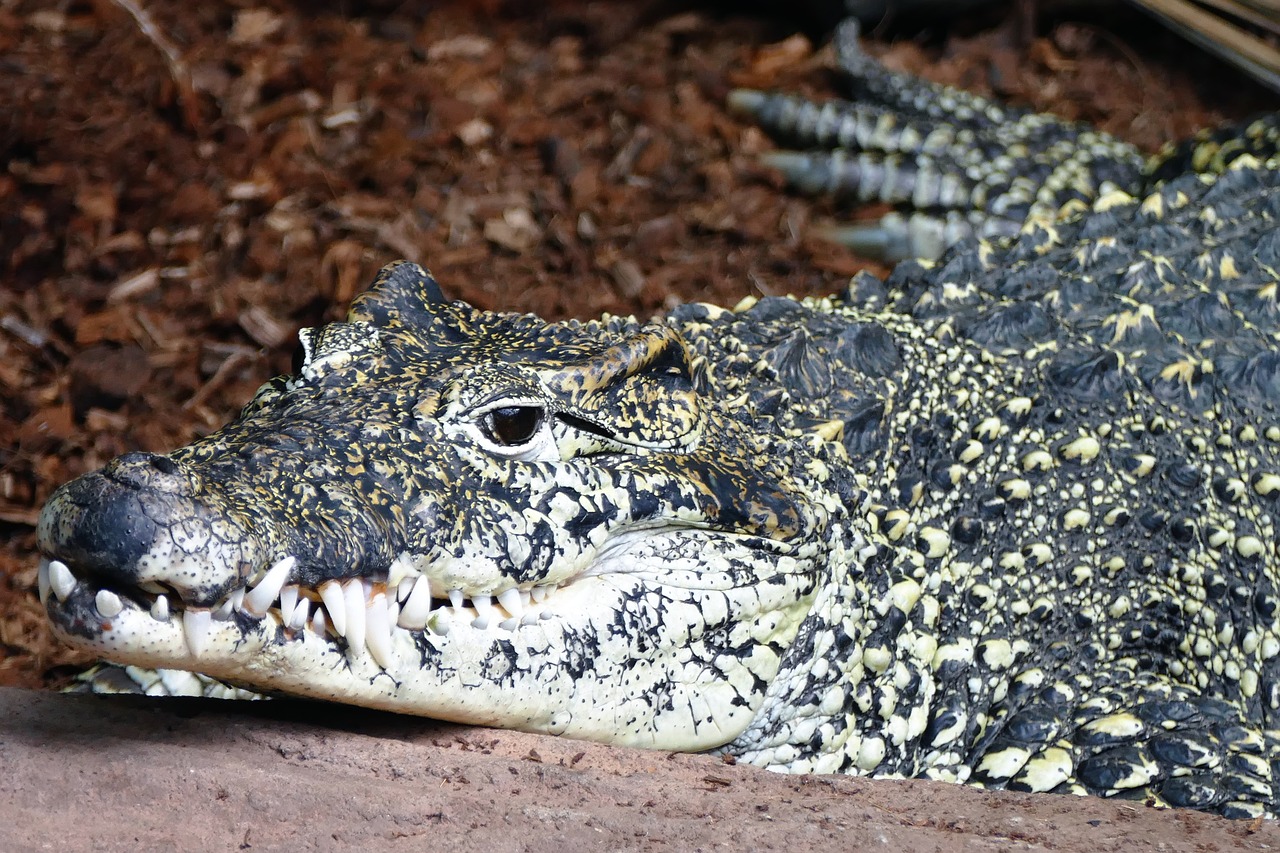 crocodile alligator teeth free photo