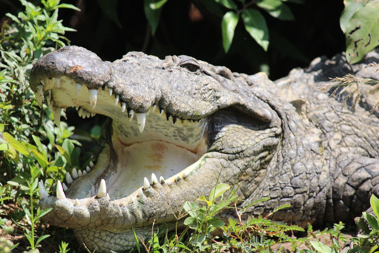 crocodile eat wildlife free photo