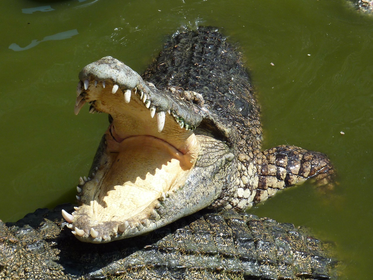 crocodile thailand tooth free photo