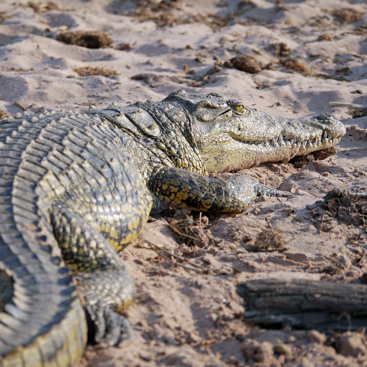 crocodile africa dangerous free photo