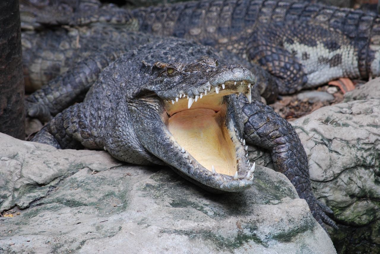 crocodile zoo mouth free photo