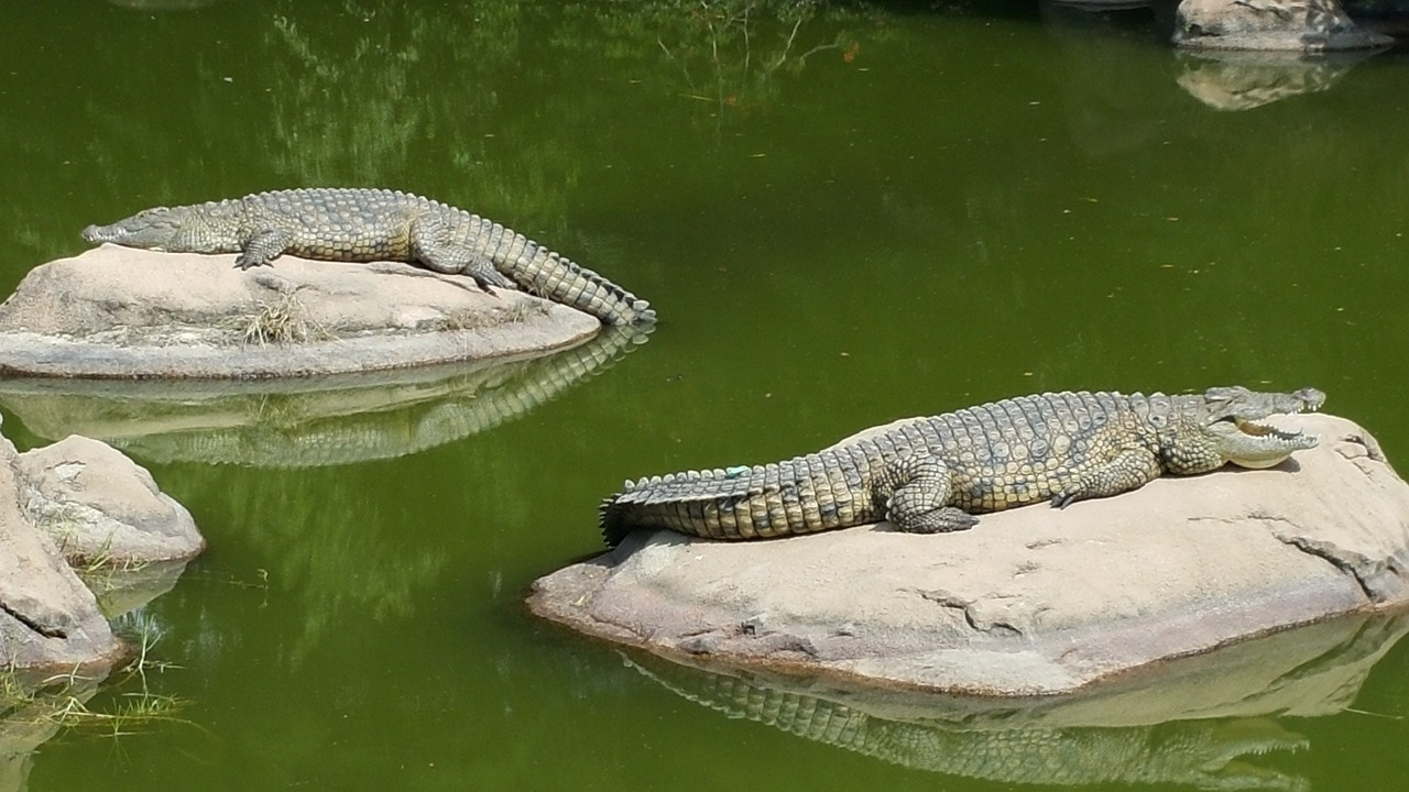 crocodile lazy day crocodiles on rocks free photo