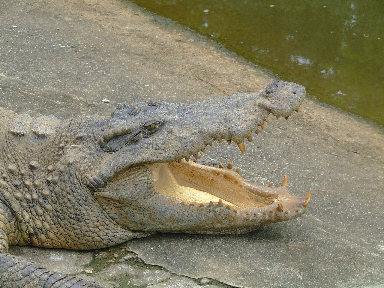 crocodile animal mcgowan free photo