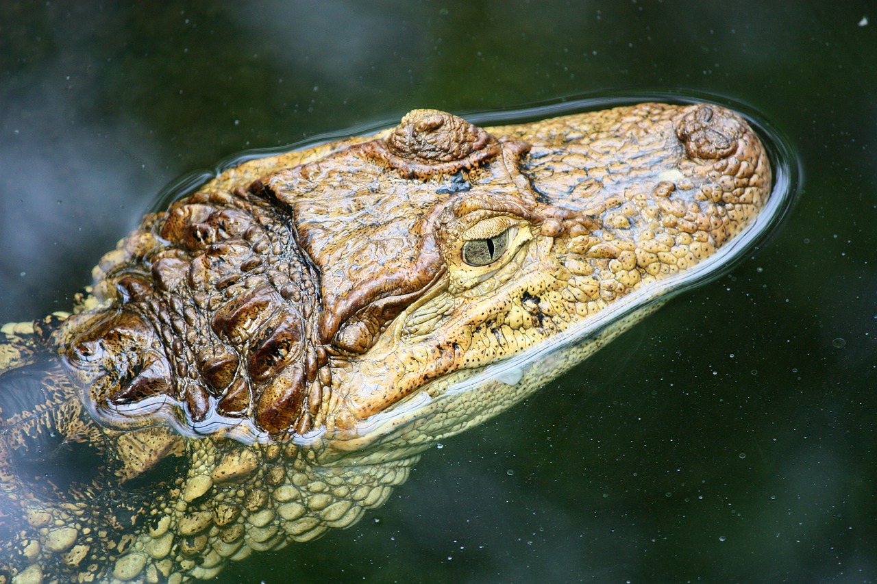 crocodile close dangerous free photo