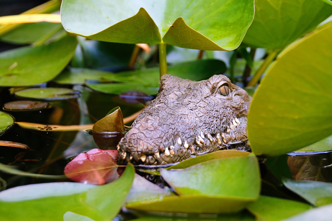 crocodile animal reptile free photo