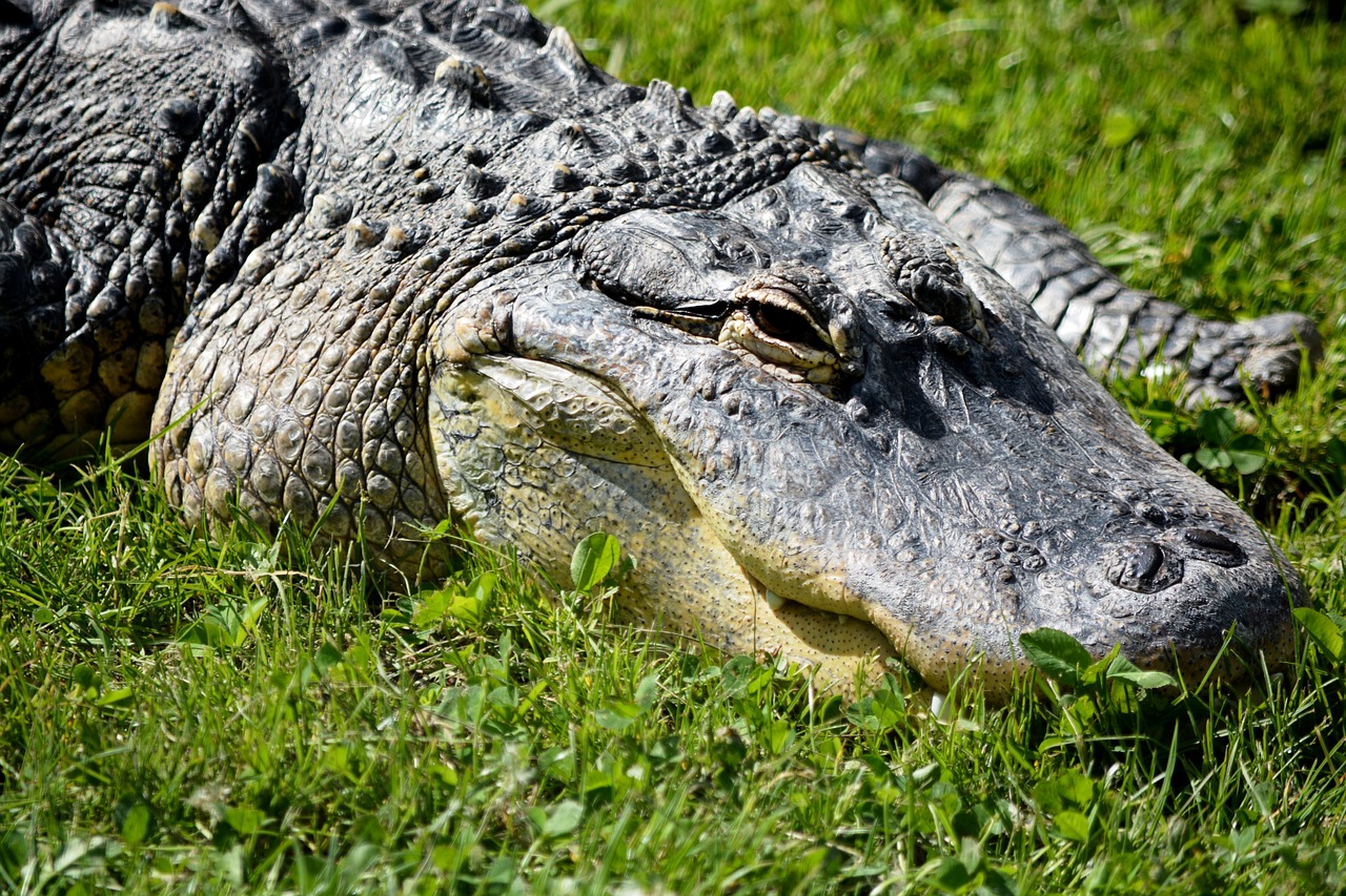 crocodile alligator zoo free photo