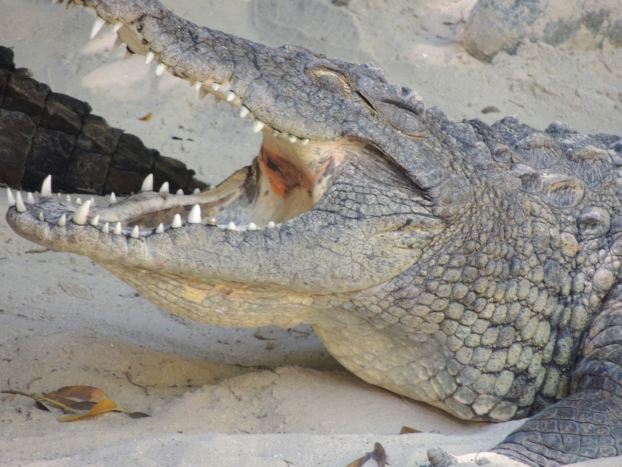 crocodile teeth predator free photo