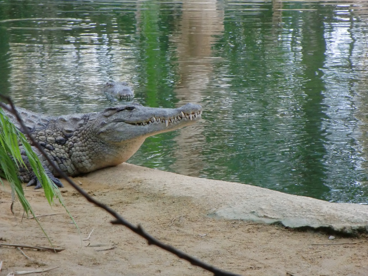 crocodile water landscape free photo