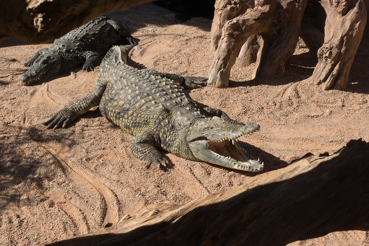 crocodile animal risk free photo
