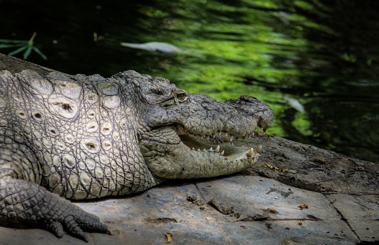 crocodile reptile water free photo