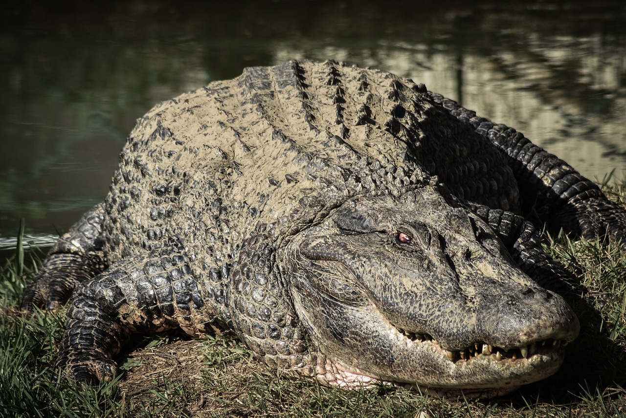 crocodile alligator animal free photo