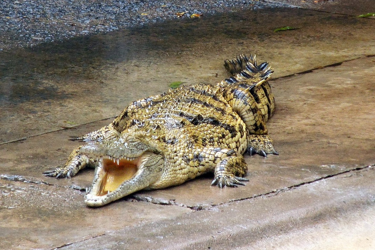 crocodile animal nature free photo
